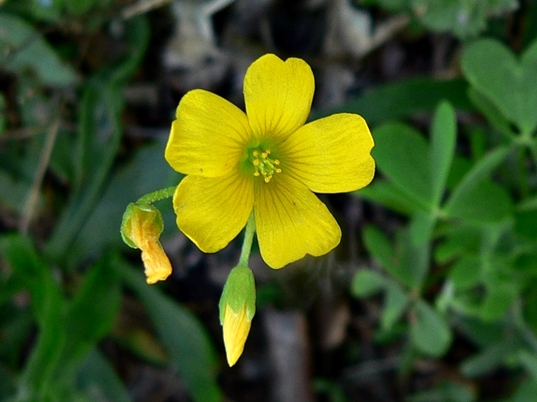 {Oxalis stricta}